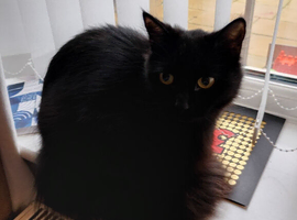 18 month old black cat