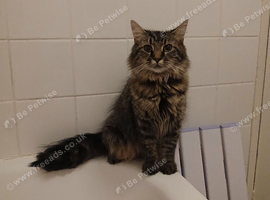 Female cat needing rehoming