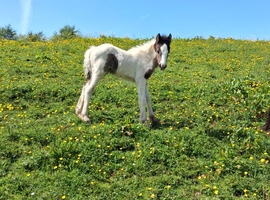Cob filly foal