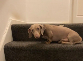 Dachshund male for sale (miniature)