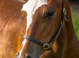 2 year old Filly FOR SALE