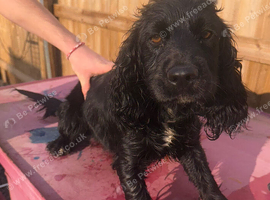 Black female cocker spaniel