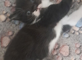 Oreo black and white kitten