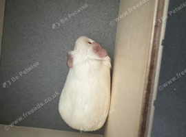 2 young girl Guinea pigs very calm and playful