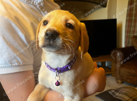 Red labs ready now