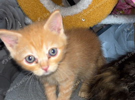 Ragdoll cross kitten