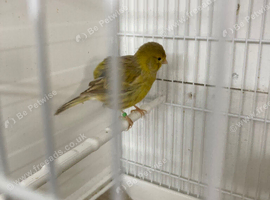 Fife canaries