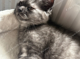British Shorthair Kitten