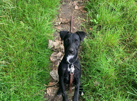 Female 7 month old Patterjack for rehoming
