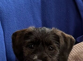 Needs a forever home