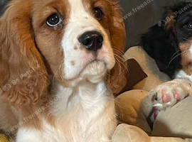 Beautiful cavalier boy