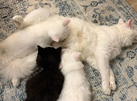 Maine coon x Turkish angora