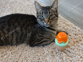 Tabby