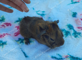 Female baby Guinea pigs