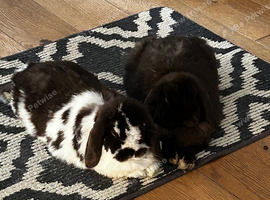 Gorgeous pure mini lop brothers