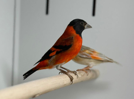 Red Siskin