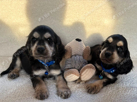 puppys