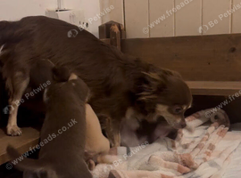 Beautiful chihuahua puppies