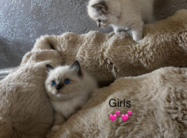 Gorgeous ragdoll kittens ready Sunday  !!