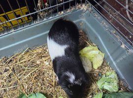 2 male guinea pigs with cage and food
