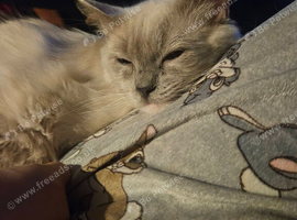 Male RAGDOLL