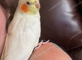 Extremely friendly tame cockatiel