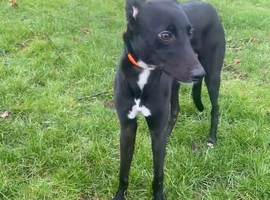 Saluki collie grey 12 month old boy