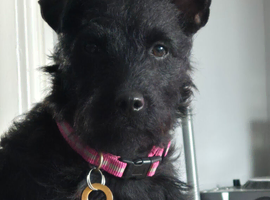 Female patterdale terrier looking for male