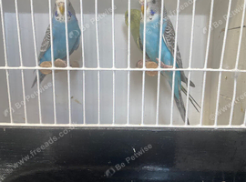 Split blackwing budgies