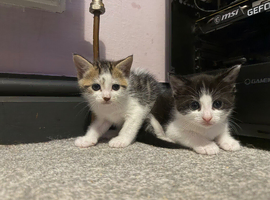 1 male 1 female left