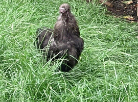 Silkie Roosters in need of re-homing