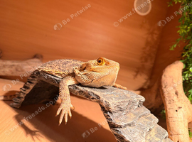 loving bearded dragon