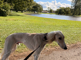 1yr old Male Saluki