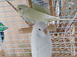 Pair of baby cocks