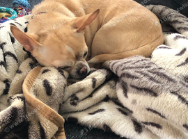 Rehoming Murphy