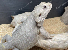 Hypo zero leatherback male
