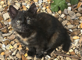 BEAUTIFUL GIRL KITTEN