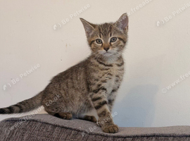 Boy kitten