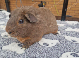 Slate and tan boar for sale !
