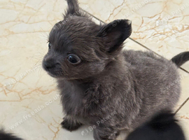 Long haired chihuahua pups