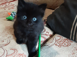 Playful Black Kitten.  30. pounds.