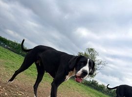 Beautiful KC Reg 16-Month F Mantle Great Dane