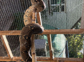 8ft boa