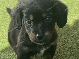 Boy dachshund cross for sale