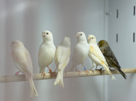 Canaries
