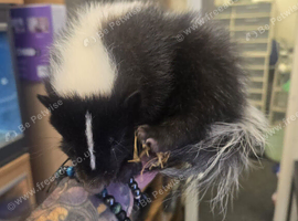 Skunk kits
