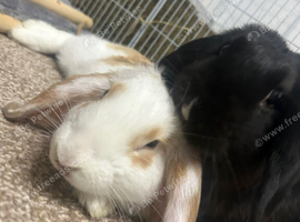 Smudge & Bambi &ndash; bonded indoor pair looking for their forever home ️