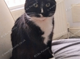 Tuxedo female cat for rehoming