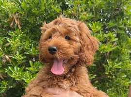 CAVAPOO PUPPIES READY NOW &ndash; FAMILY RAISED