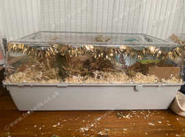 Hamster cage L71 x W46 x H31